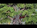 Bonsai tree