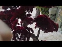 Bonsai tree