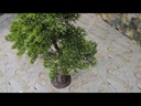Bonsai tree