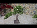 Bonsai tree