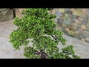 Bonsai tree