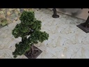 Bonsai tree