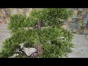 Bonsai tree