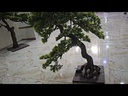 Bonsai tree