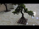 Bonsai tree