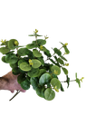 کالیپتۆس