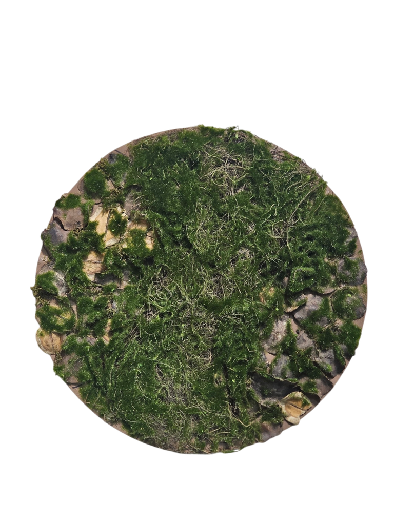 طحلب