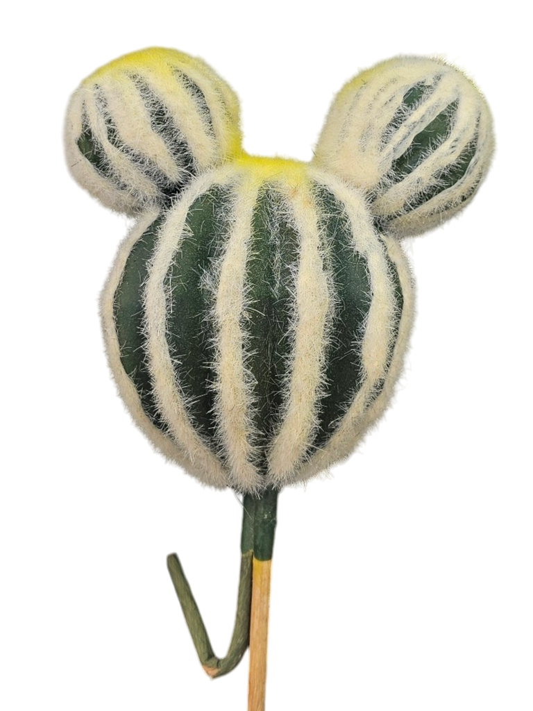 SABBAR