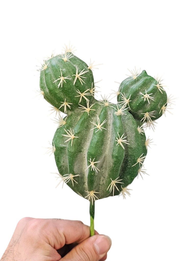 SABBAR 