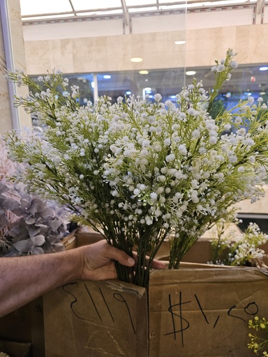 white gypsophila
