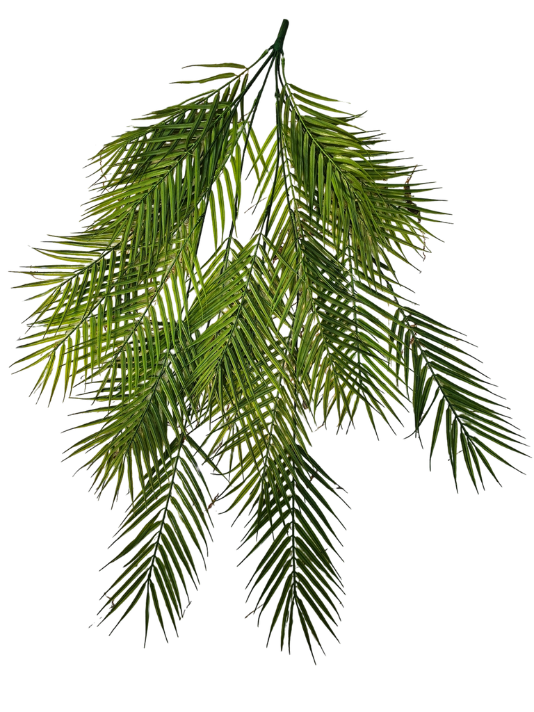 شۆرەبی