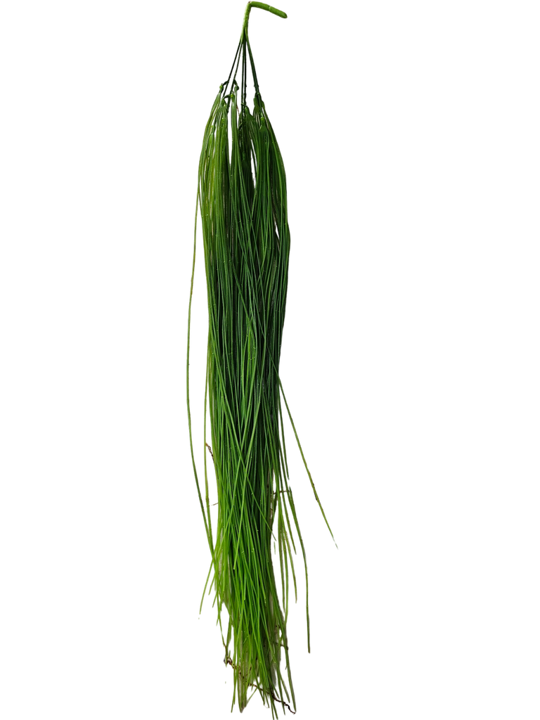 شۆڕەبی