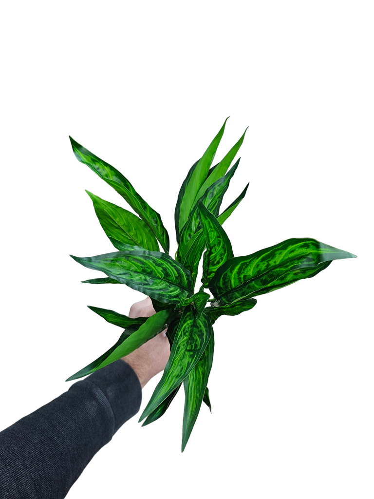 چەپکی سەوز