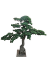 Bonsai tree
