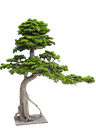 Bonsai tree