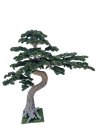 Bonsai tree