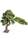 Bonsai tree