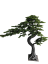 Bonsai tree