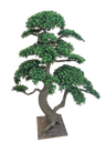 Bonsai tree