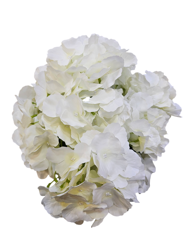 هایدرنجە سپی