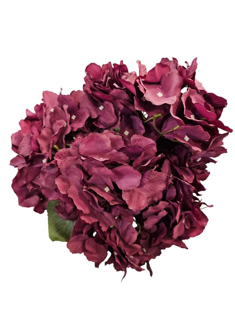 هایدرنجە مۆر