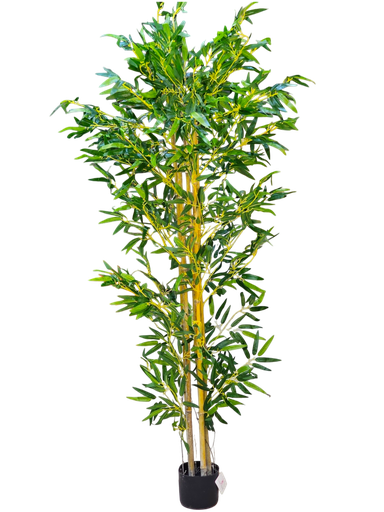 بامبۆ 1.8 مەتر