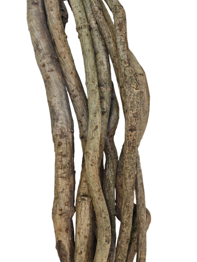 داری طەبیعی