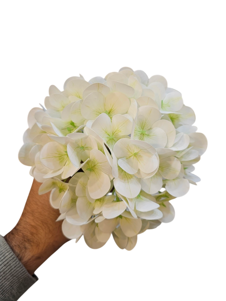 هایدرنجە تاک ئۆفوایت 