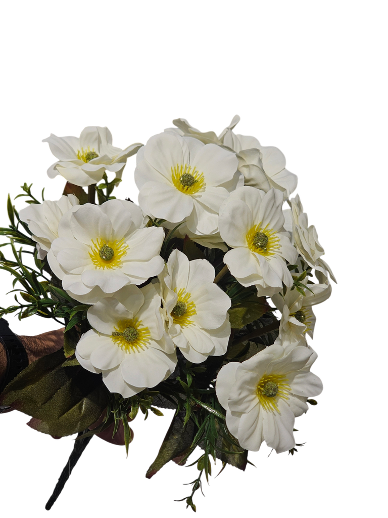 گوڵی دەیزی سپی