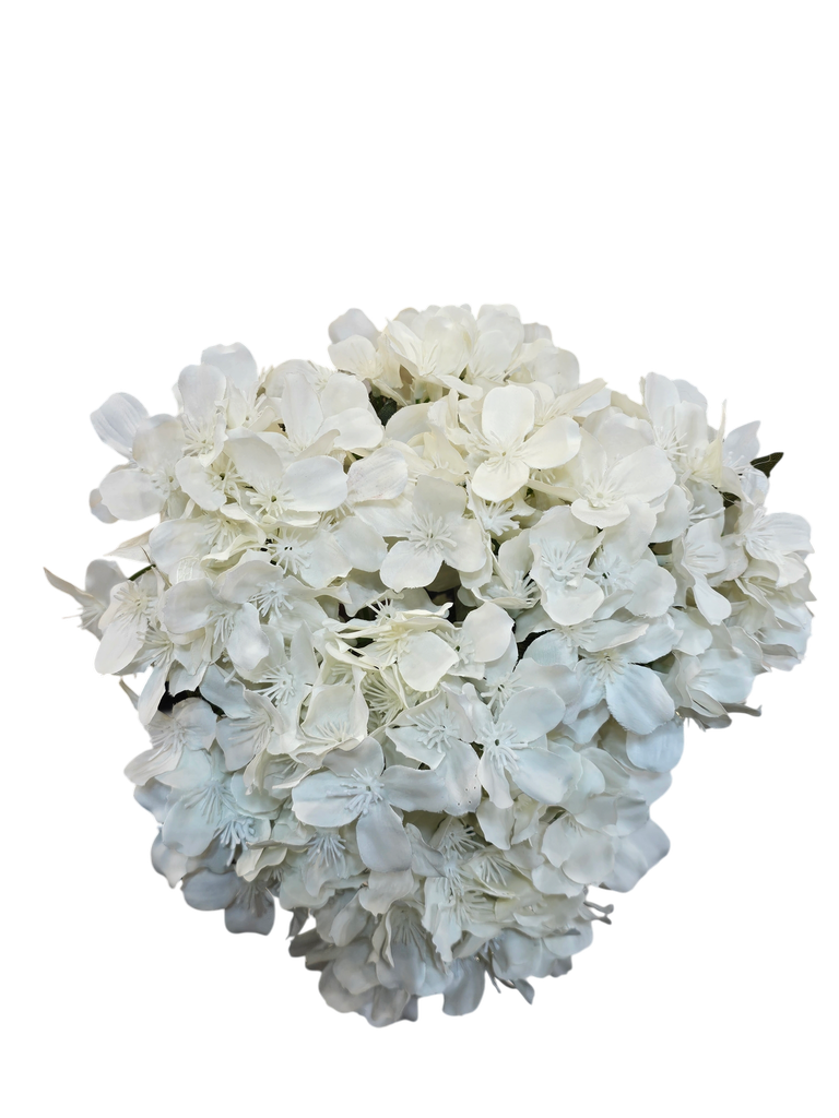 هایدرنجەی نوێ