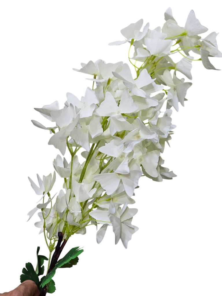 گوڵی تاکی سپی