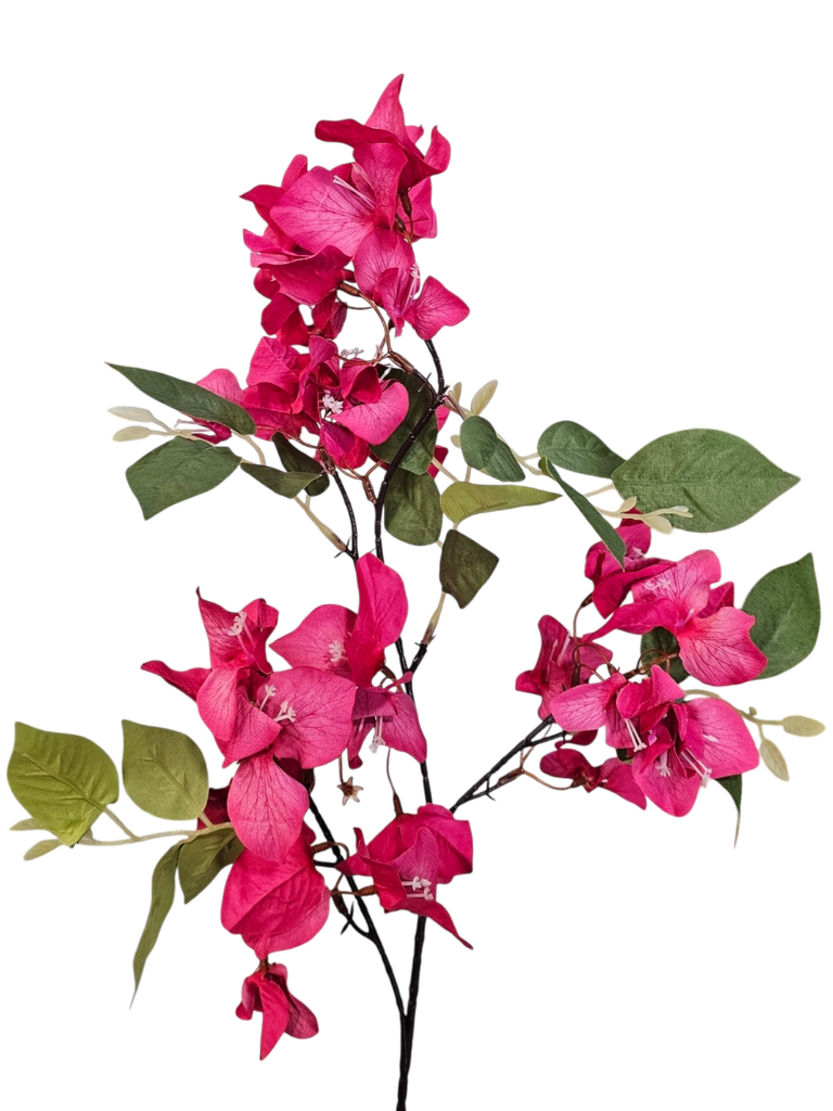 بۆگومڤێلیا پەمبەی تاریک