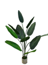 داری مۆز 1.4 مەتر