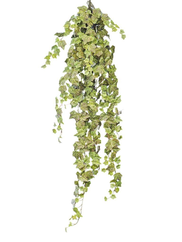 هایدرا شۆرەبی