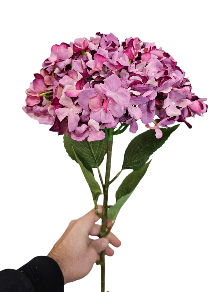 هایدرنجە تاک