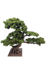 Bonsai tree