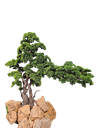 شجرە بونسای