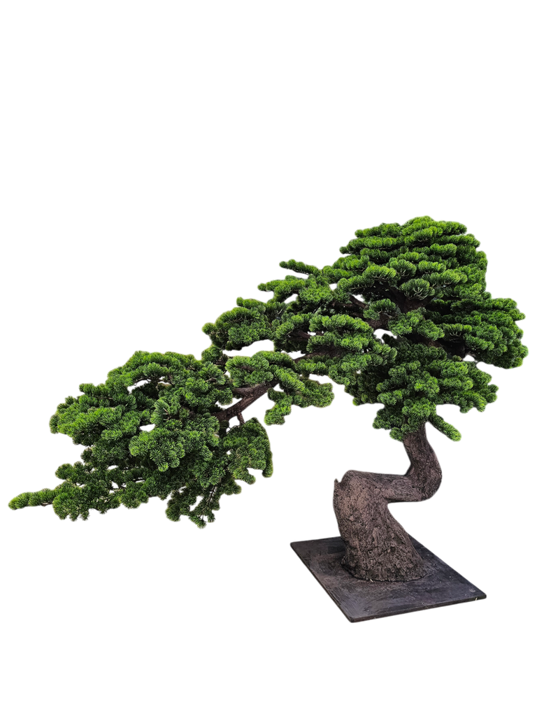 Bonsai tree