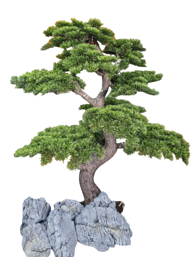 Bonsai tree