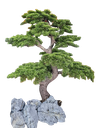 Bonsai tree