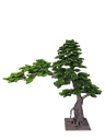 Bonsai tree