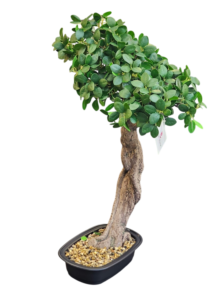 Bonsai tree