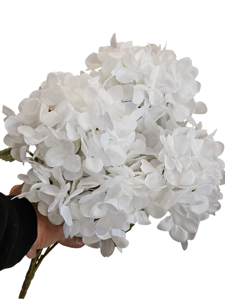 هایدرنجە سپی