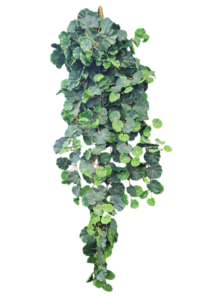 پەلکی ئایڤی
