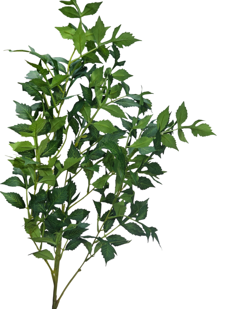 تاکی سەوز