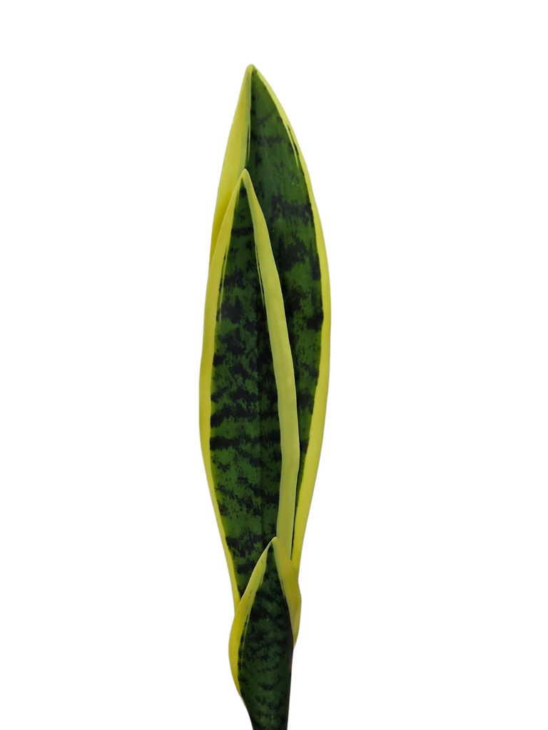 46cm سانسڤێریا