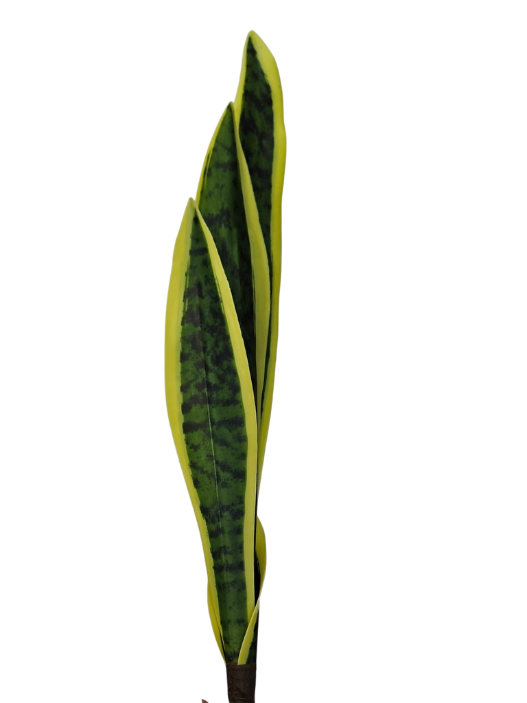 54cm سانسڤێریا