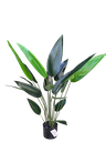 دار مۆز 110 سانتیم