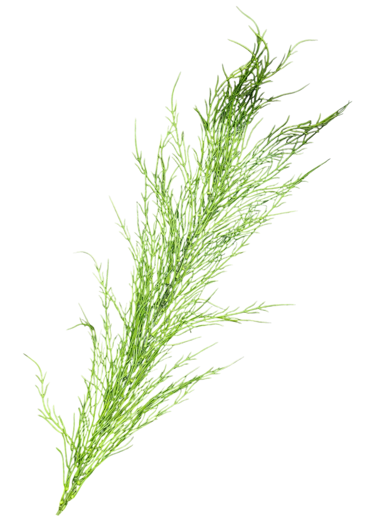 تاکی سەوز 