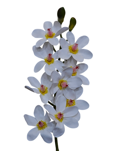 تاکی ماگنۆلیا